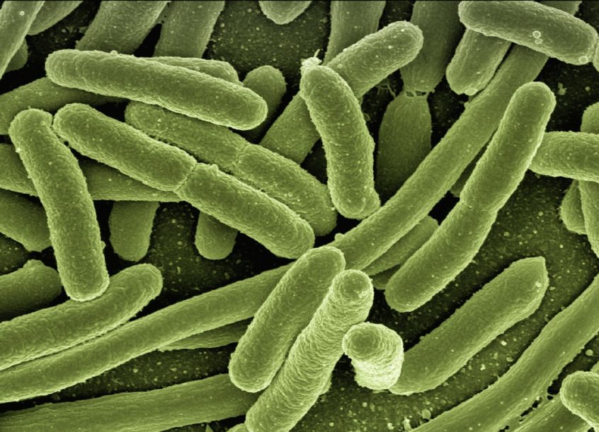koli bacteria